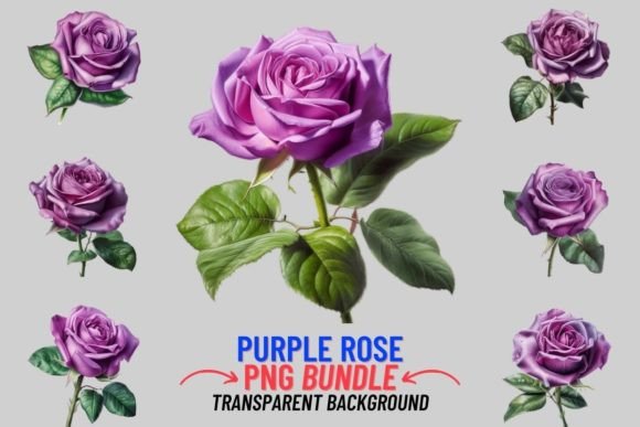 Purple Rose 12 PNG Clipart Bundle: Watercolor Florals for Designers